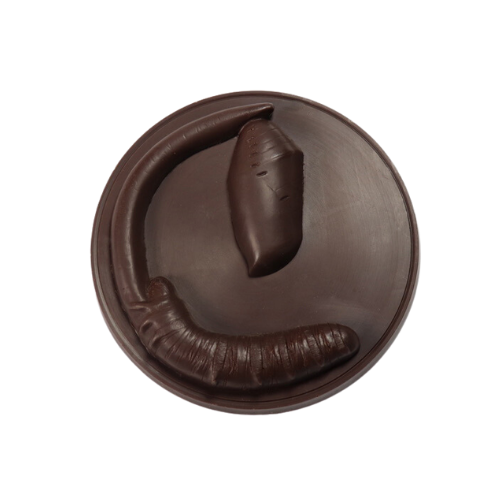 Caterpillar Chrysalis Medallion
