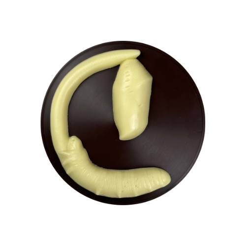 Caterpillar Chrysalis Medallion